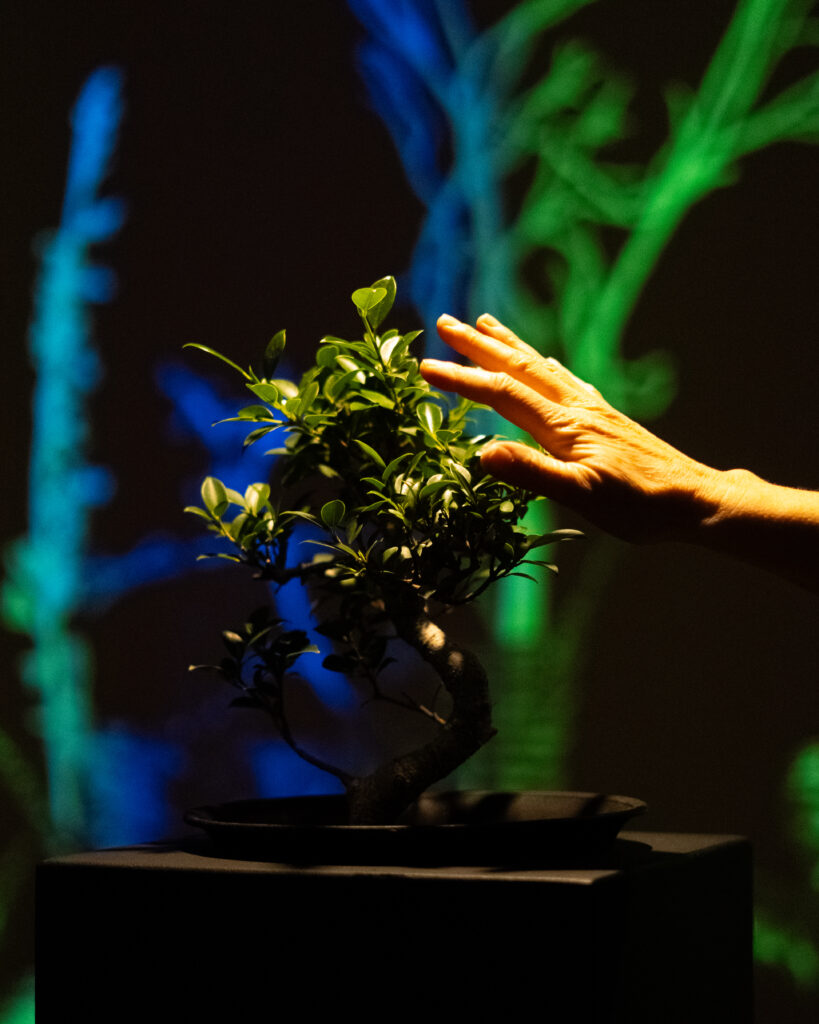 Interaktive Medieninstallation mit Bonsai und projizierten Baumformen in der Tina Blau Ausstellung im mpk Museum Pfalzgalerie Kaiserslautern, zeitgenössische Kunstvermittlung